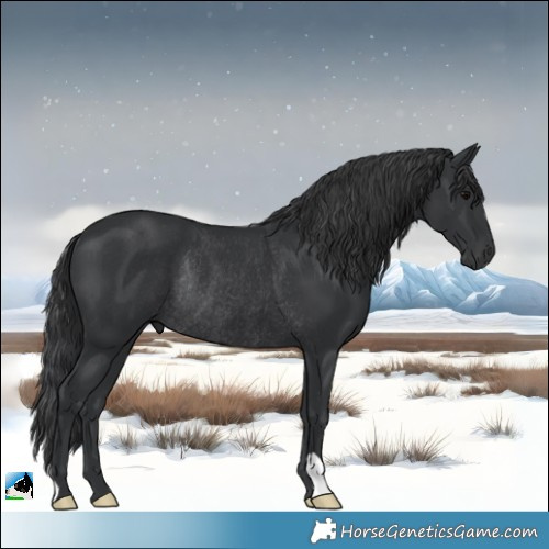 Horse Color:Black Rabicano 