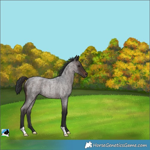 Horse Color:Brown Roan Rabicano 