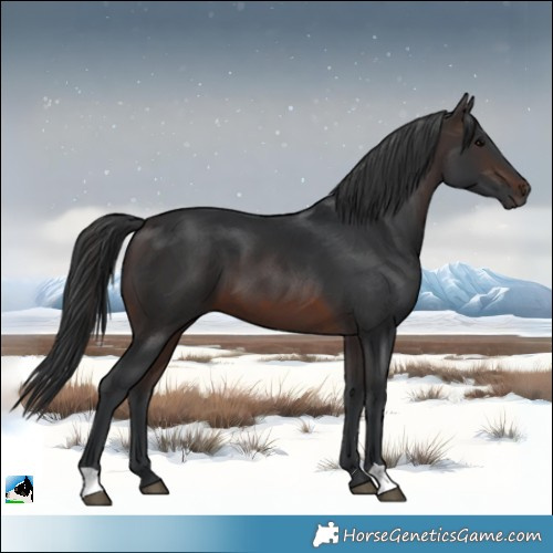 Horse Color:Brown 