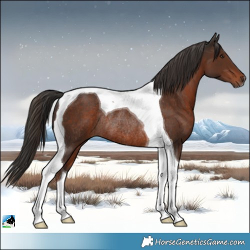 Horse Color:Liver Chestnut Tobiano Rabicano 