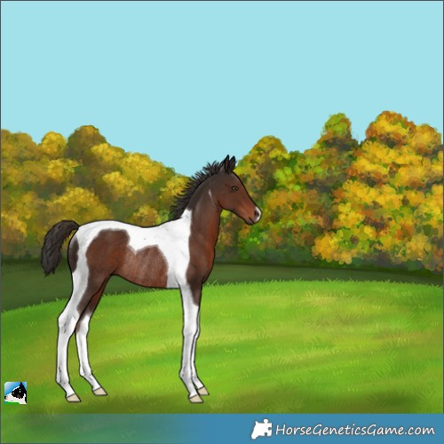 Horse Color:Liver Chestnut Tobiano Rabicano 