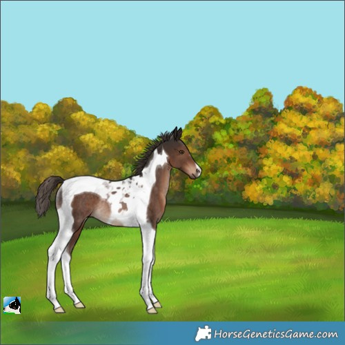 Horse Color:Liver Chestnut Tobiano Rabicano 