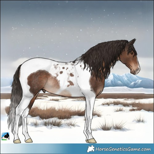 Horse Color:Liver Chestnut Tobiano Rabicano 