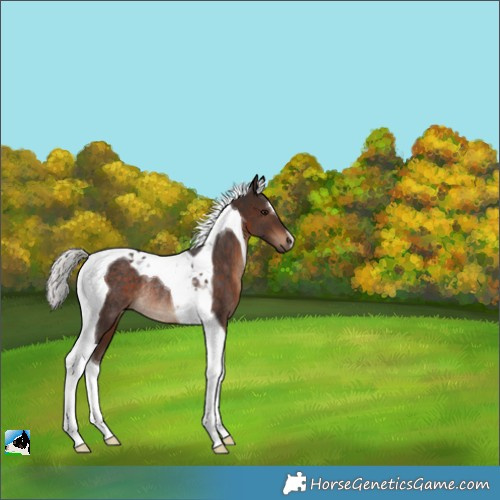 Horse Color:Silver Brown Tobiano Rabicano 