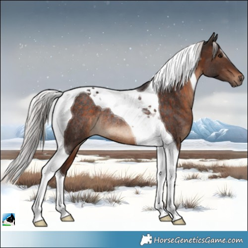 Horse Color:Silver Brown Tobiano Rabicano 
