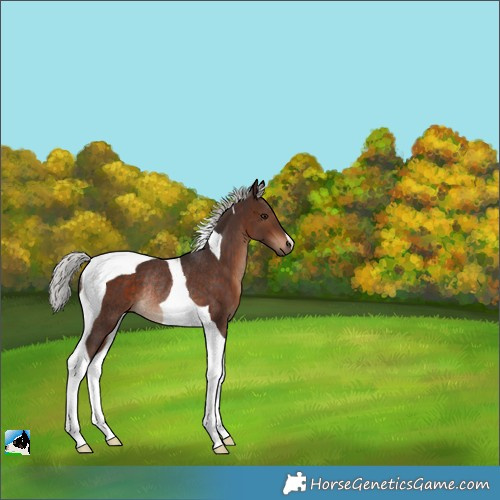Horse Color:Silver Brown Tobiano Rabicano 