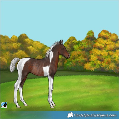 Horse Color:Silver Bay Tobiano Rabicano 