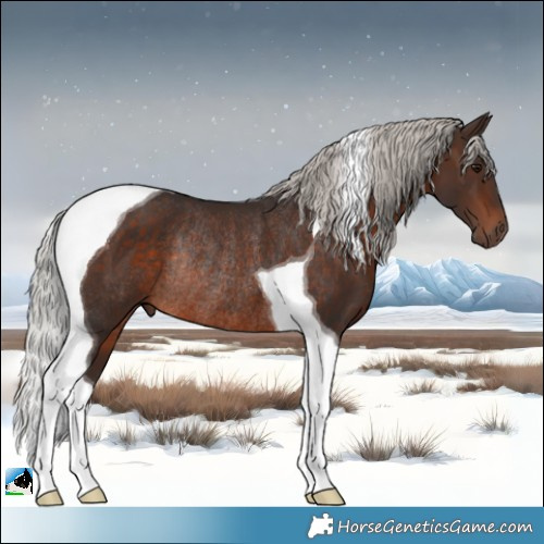 Horse Color:Silver Bay Tobiano Rabicano 