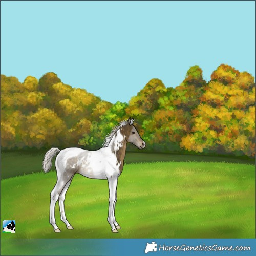 Horse Color:White Spotted Silver Buckskin Tobiano Rabicano