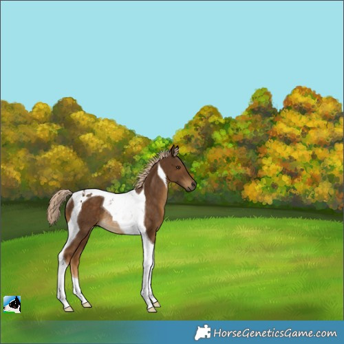 Horse Color:Chocolate Palomino Tobiano Rabicano 