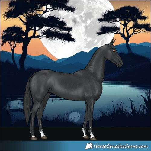 Horse Color:Black 