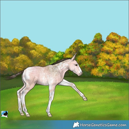 Horse Color:Buckskin Ice Dun Tobiano Rabicano 
