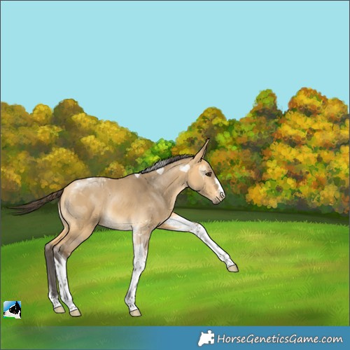 Horse Color:Buckskin Dun Tobiano Rabicano 