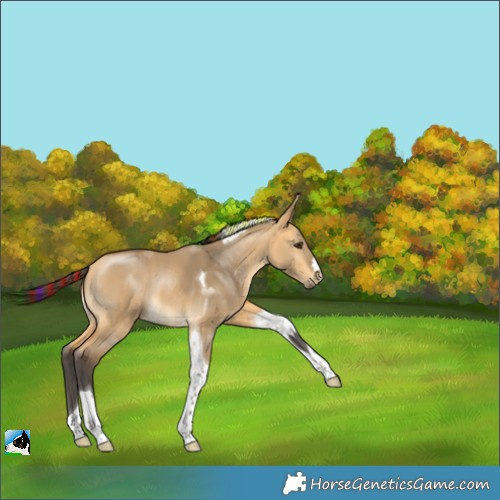 Horse Color:Painted Buckskin Dun Tobiano Rabicano 