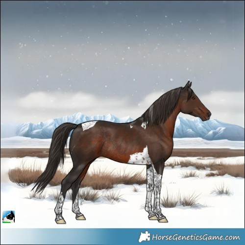 Horse Color:Liver Chestnut Tobiano Rabicano 