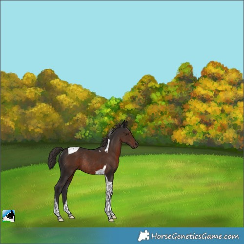 Horse Color:Liver Chestnut Tobiano Rabicano 