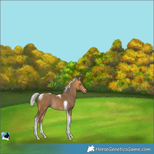 Horse Color:Silver Buckskin Tobiano Rabicano