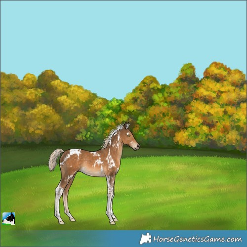Horse Color:White Spotted Chocolate Palomino Tobiano Rabicano 