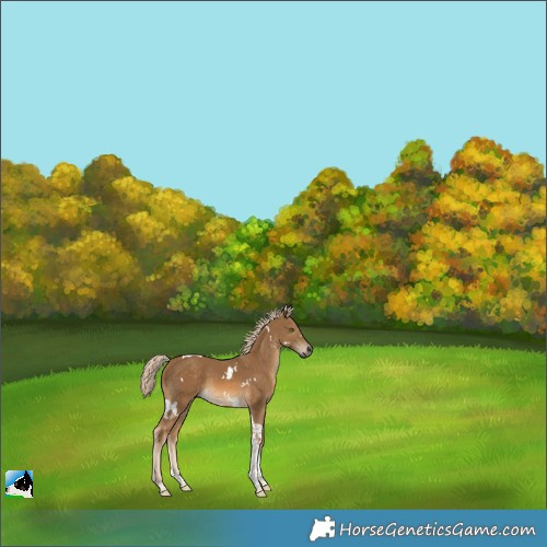 Horse Color:White Spotted Chocolate Palomino Tobiano 