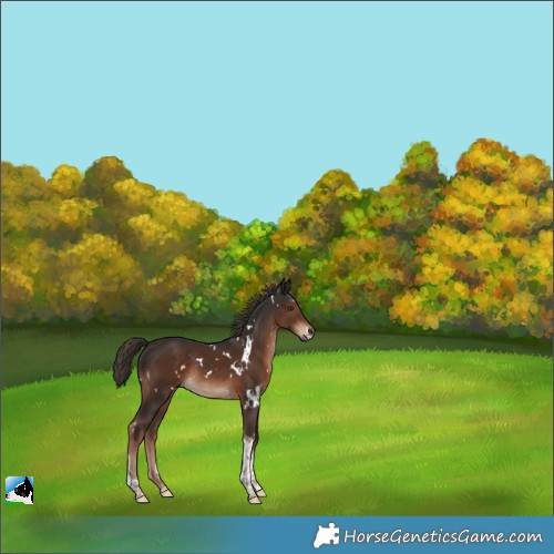Horse Color:White Spotted Liver Chestnut Tobiano Rabicano 