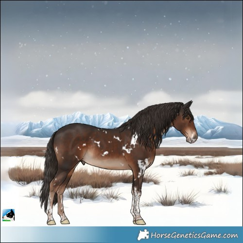 Horse Color:White Spotted Liver Chestnut Tobiano Rabicano 
