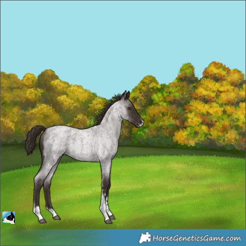 Horse Color:Liver Red Roan Sabino Rabicano 