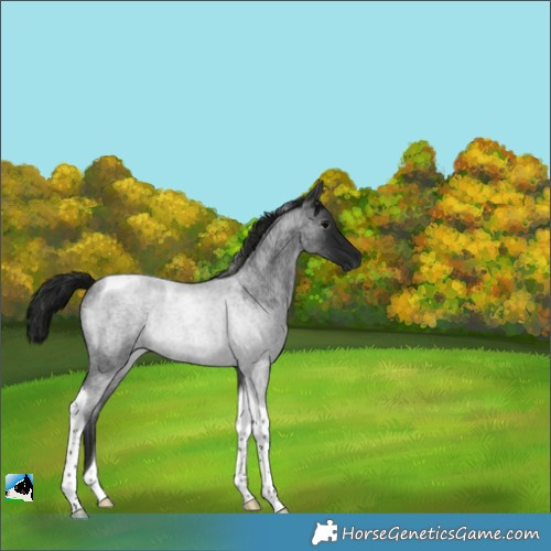 Horse Color:Gray Blue Roan Tobiano Rabicano 