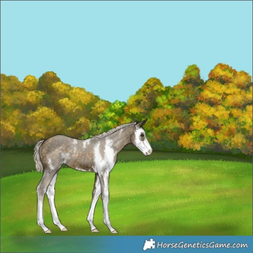 Horse Color:Silver Buckskin Sabino 