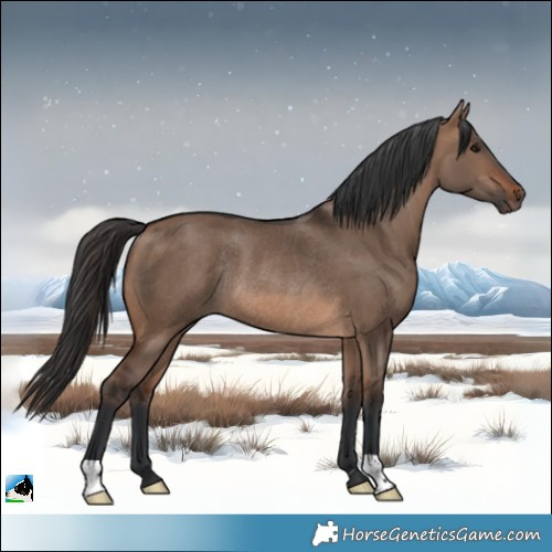 Horse Color:Brown Dun Rabicano 