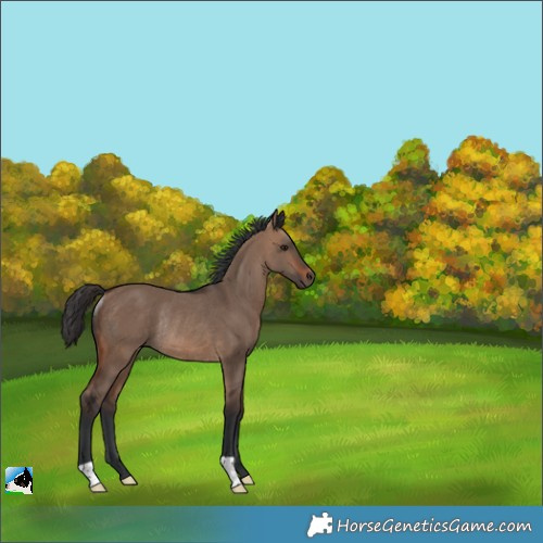 Horse Color:Brown Dun Rabicano