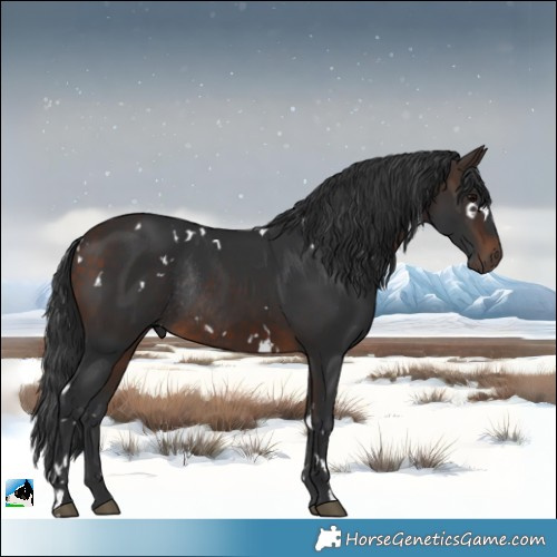 Horse Color:White Spotted Bay Rabicano 