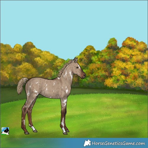Horse Color:White Spotted Liver Red Dun Rabicano Brindle 