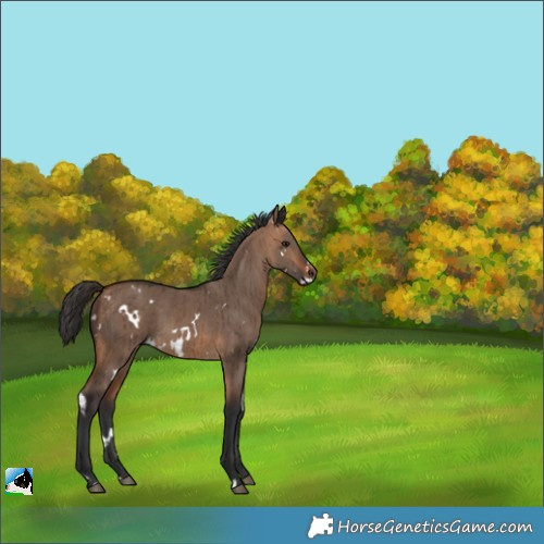 Horse Color:White Spotted Bay Dun Brindle 