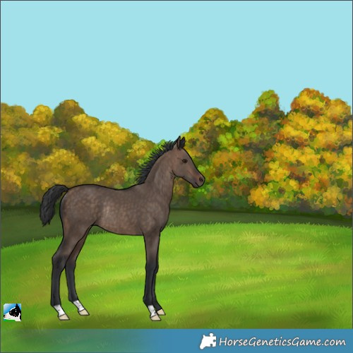 Horse Color:Bay Dun Rabicano 