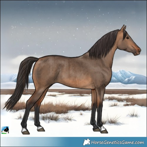Horse Color:Bay Dun Rabicano Brindle 