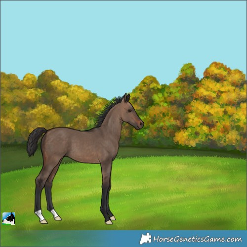 Horse Color:Brown Dun 