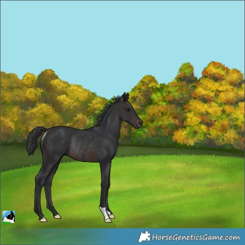 Horse Color:Brown Rabicano 