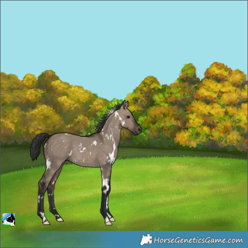 Horse Color:White Spotted Brown Dun