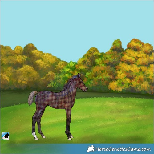 Horse Color:Plaid  Bay Ice 