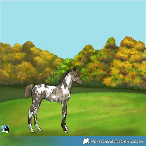 Horse Color:Plaid  White Spotted Bay Ice Dun Rabicano 