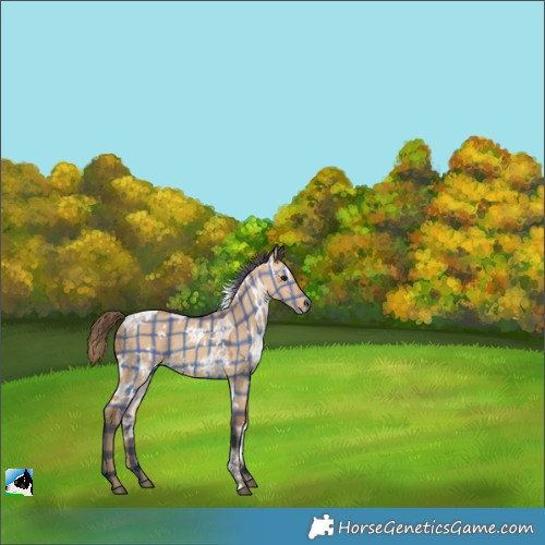 Horse Color:Plaid  White Spotted Bay Ice Dun Rabicano 