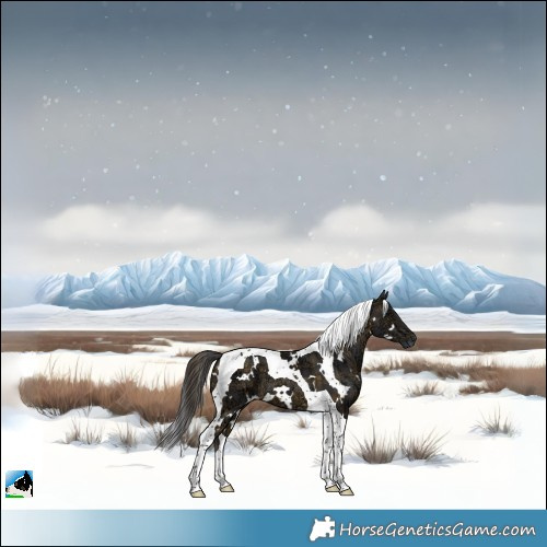 Horse Color:Plaid  White Spotted Buckskin Ice Tobiano 
