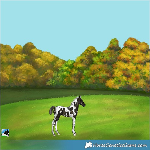 Horse Color:Plaid  White Spotted Buckskin Ice Tobiano 