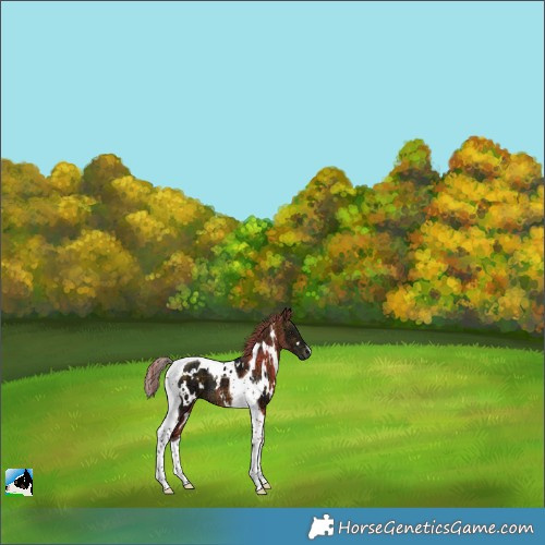 Horse Color:Plaid White Spotted Buckskin Ice Tobiano