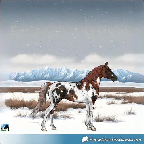 Horse Color:Plaid  White Spotted Buckskin Ice Tobiano 