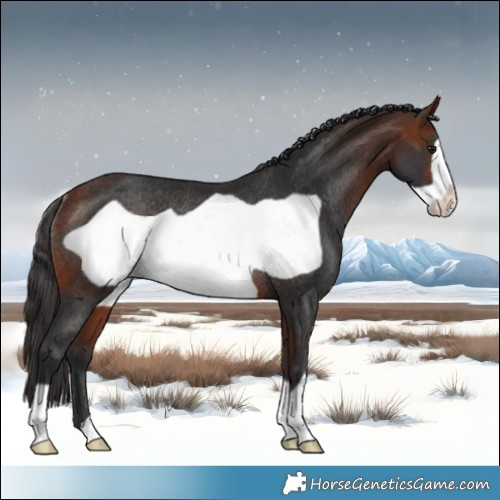 Horse Color:Bay Frame Rabicano