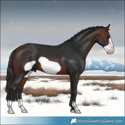 Horse Color:Bay Frame 
