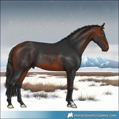 Horse Color:Bay Rabicano 