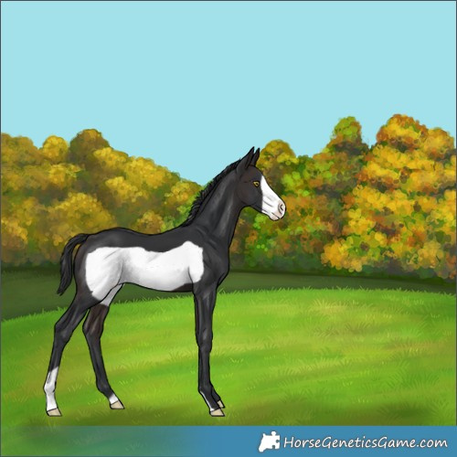 Horse Color:Brown Frame