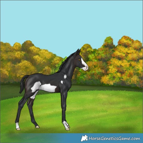 Horse Color:Brown Frame 